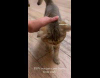 Cat Approaches Lady then Lays on Floor