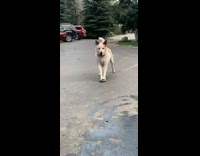 Dog walk pushes smooth rock grass