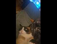 Cat lie down paws touched by filmer