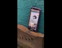 White dog humps brown pillow Instagram live 