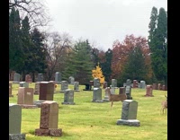 Herd of deer seen visit the cemetery