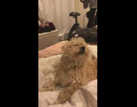 brown dog pink bed mimics womans voice