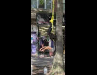 Guy plays instrument hangs upside down tree