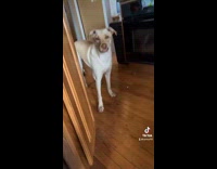 Collab Clips MPUGC2 - Brown dog smells bottle of vinegar disgusted