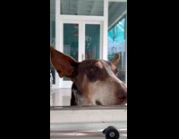 Brown dog long ears look at window