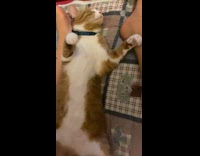 Cat sleeps on back with legs spread 