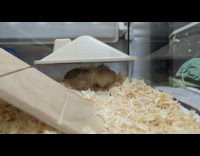 Two hamsters fight inside plastic house cage