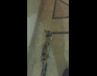 Following cats up stairs around apartment complex