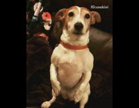 White dog with brown face sitting up on black couch
