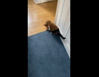 Woman films cat wearing a fur jacket