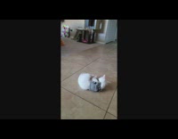 Compilation white kitten grey harness falls over