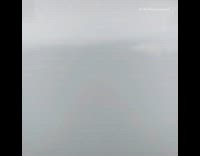 Small white dog stands and smiles car 