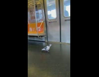 Pigeon walks around train exits at station 