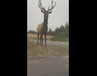 Person wake up tent surrounded by deer