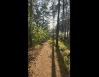 Guy walk between trees towards sunlight forest
