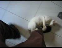 Guy slides cat across white tile floor