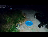 Bear opens the black car passenger door