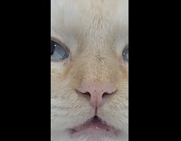 Collab BitchIG2 - Cat staring into nothing 