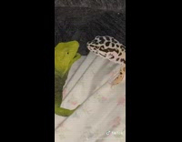 Collab BitchMP - Two lizards under blanket surprise