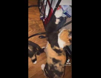 Collab PLC - Cat reaches for treats on the stand