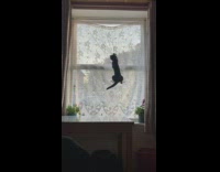 Kitten climb on transparent white curtain window