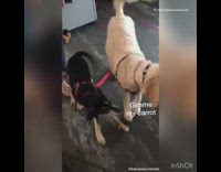 Large brown dog keeps carrot toy away 