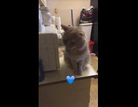 Cat sits yawns kitchen countertop microwave girl 