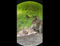 Squirrel eats other dead animal at park 