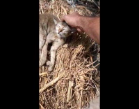 Cat on Hay Receives Head Scratches from Man