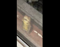 Frog standing leans on the glass door