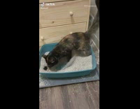 Collab BitchIG2 - Black brown cat digs in litter box