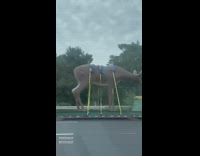 Fake deer on truck 