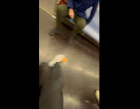 Collab Subway Creatures - Train Passengers Play with Orange Ball on Floor