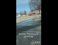 Seagull sitting down and one with a missing leg 