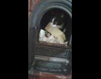 Pet cat lie down paper inside fireplace