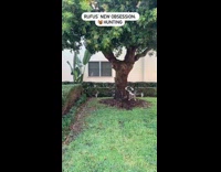 Dog hunts for animals under trees