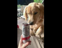Collab Pets For All - Golden retriever dog licks white claw can 