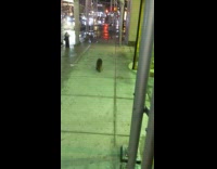 Raccoon walks down sidewalk at night 