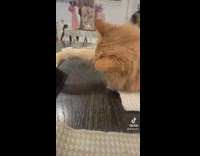 Orange cat reaches for sauce and licks paw 