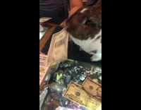 Rabbit grabs money moves over for lady