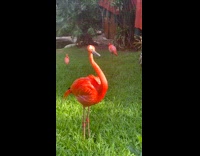 Collab BitchMP - Flamingo makes a weird sound 