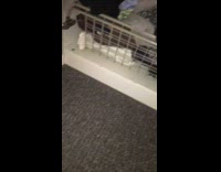 Brown hamster escaped and inside of wardrobe closet 