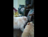 Dogs get mad when generator is on