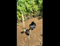 Dogs swimming and playing on muddy creek