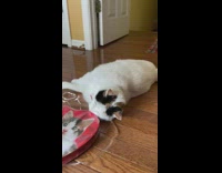 Cat plays with Valentines Day gifts