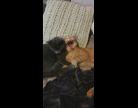 Two cats lay cuddle sleep together bed 