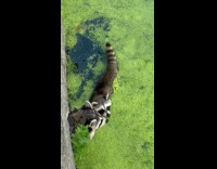 Raccoon swims at pond full of algae