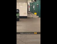 Rat crawls around subway station 