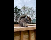 Collab animalIG - Squirrel eat nuts and stares at the camera from the fence