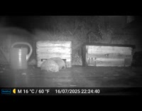 Hedgehog spins around another at the yard